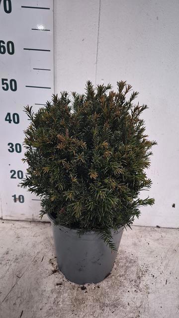 <h4>TAXUS M GROENLAND</h4>