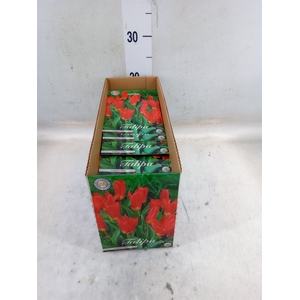 Tulipa   ...flowerbulbs