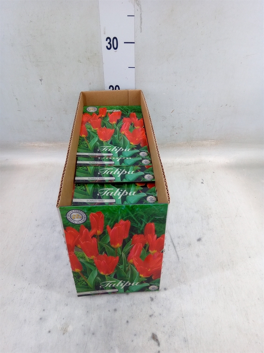 <h4>Tulipa   ...flowerbulbs</h4>