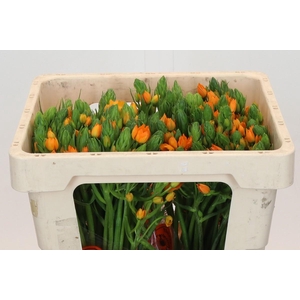 Ornithogalum Dubium Sunshine