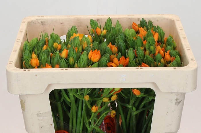 <h4>Ornithogalum Dubium Sunshine</h4>