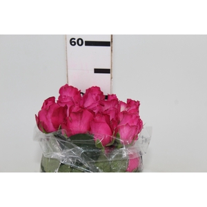 ROSA CHERRY AVALANCHE 050 CM PINK