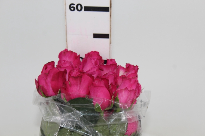 ROSA CHERRY AVALANCHE 050 CM PINK