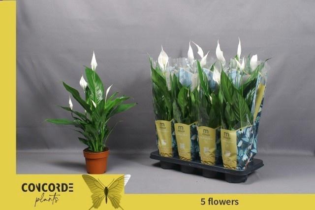 <h4>SPATH SWEET CHICO</h4>