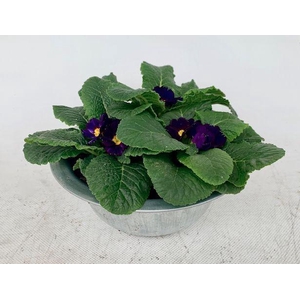 Primula Zink Schaal (3x Prim)