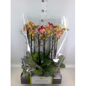 Phalaenopsis   ...red