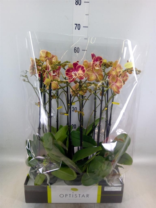 <h4>Phalaenopsis   ...red</h4>