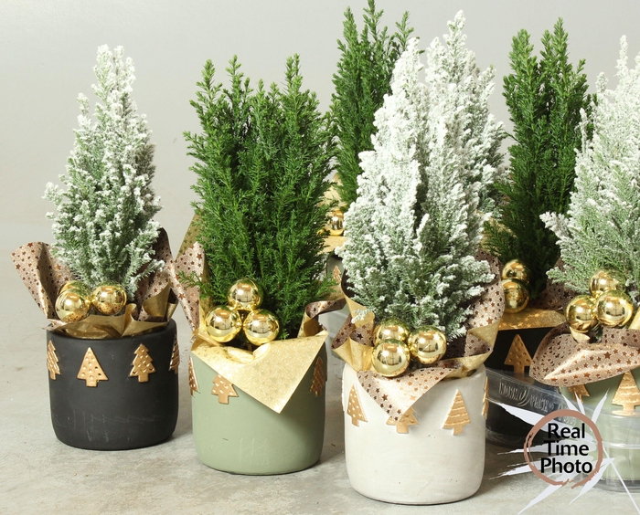 <h4>CHAM L ELLWOODII</h4>