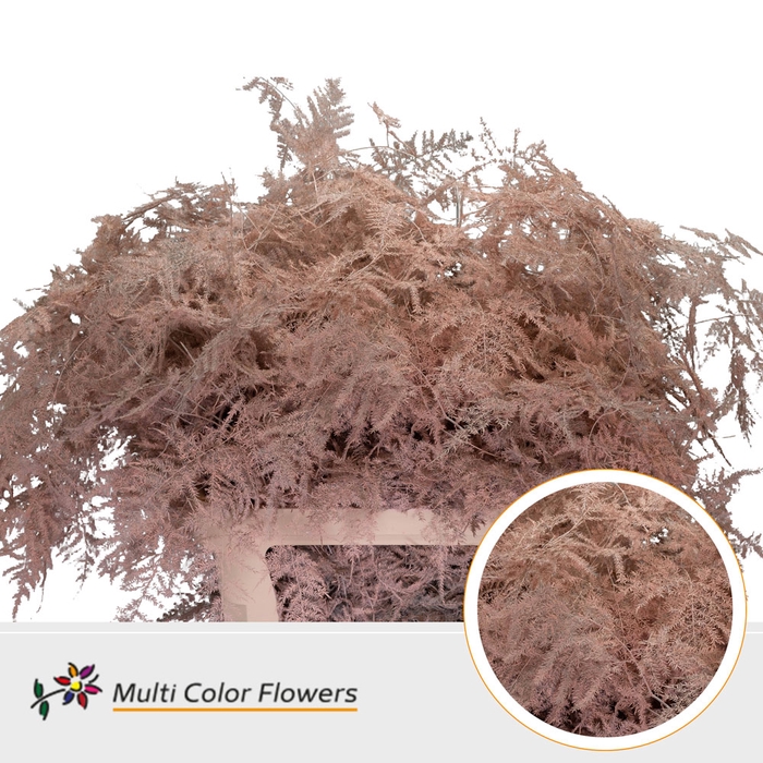 <h4>Asparagus Lang Apricot</h4>