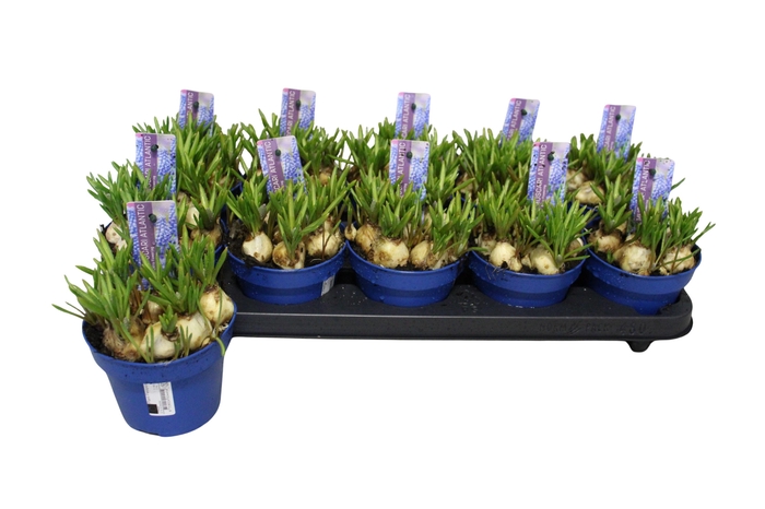 <h4>MUSCAR ATLANTIC</h4>