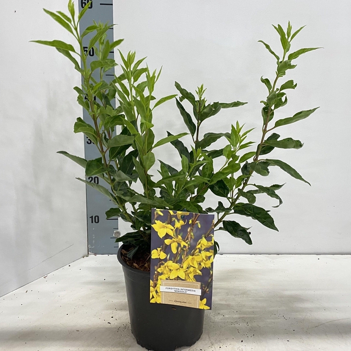 <h4>Forsythia intermedia 'Minigold'</h4>