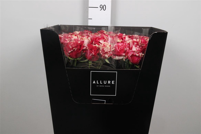 <h4>R Gr Harlequin</h4>