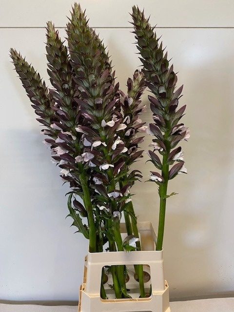 <h4>ACANTHUS HUNGARICUS</h4>