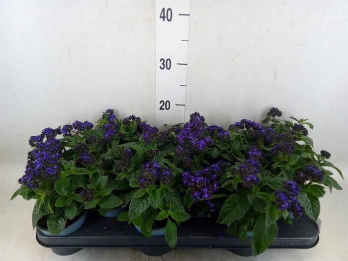 <h4>Heliotropium   ...</h4>