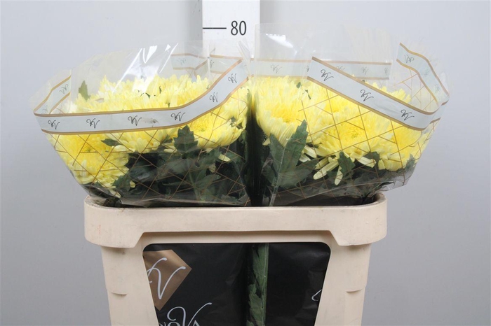 <h4>Chr G Topspin Yellow</h4>