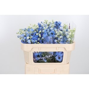 Delph Du Dew Blu Smi