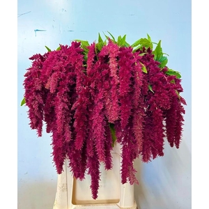 Amaranthus red spider