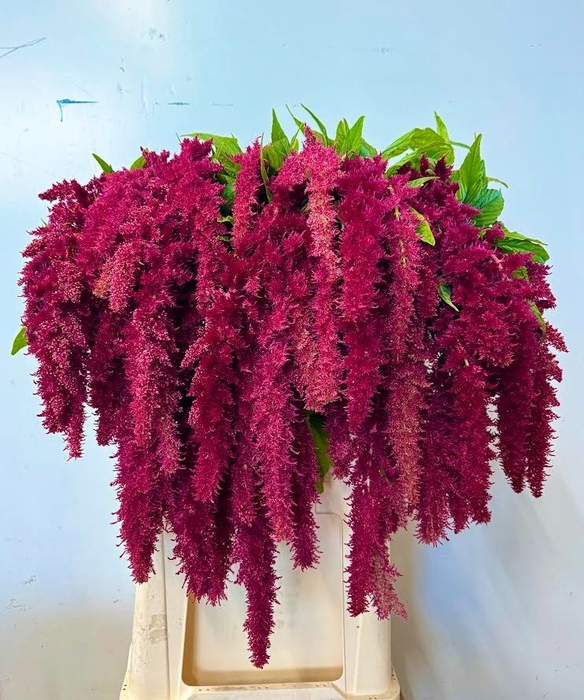 <h4>Amaranthus red spider</h4>