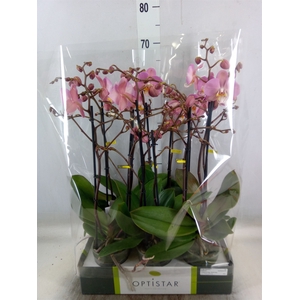Phalaenopsis  'Ant Padova'