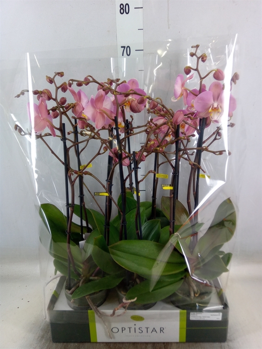 <h4>Phalaenopsis  'Ant Padova'</h4>