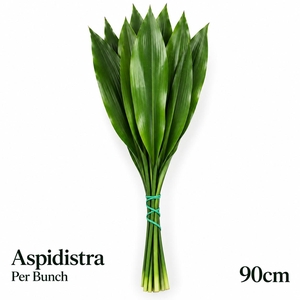 ASPID ELATIOR BS