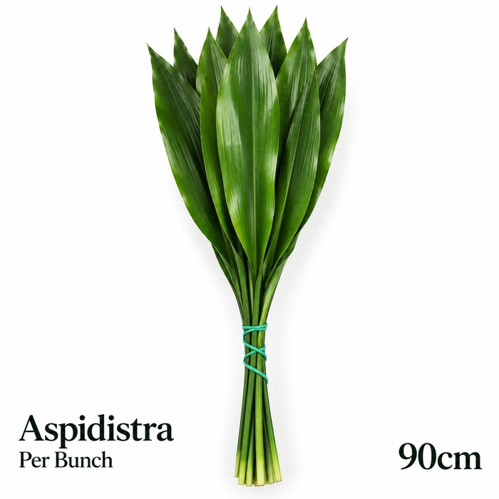 <h4>ASPID ELATIOR BS</h4>