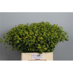 Bupleurum Rotundifol