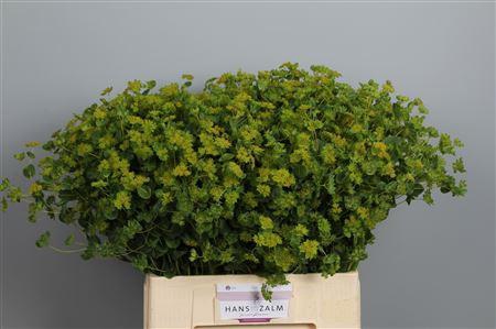 <h4>Bupleurum Rotundifol</h4>
