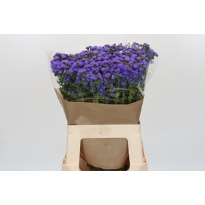 Ageratum houstonianum 'JJ Violet Blue'