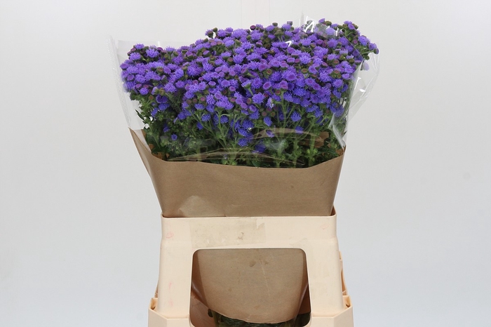 <h4>Ageratum houstonianum 'JJ Violet Blue'</h4>