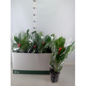 Aechmea fasciata 'Primera'