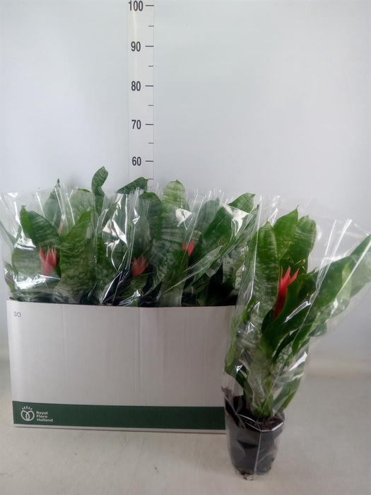 <h4>Aechmea fasciata 'Primera'</h4>