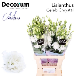 Eust Celeb Chrystal 60 cm