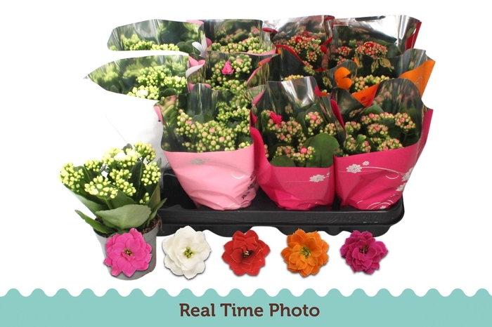 <h4>KAL GE GEM TWEEKL BL</h4>