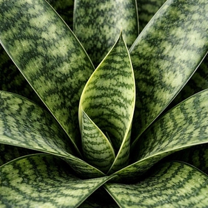 Sansevieria trifasciata ‘Larenzi’