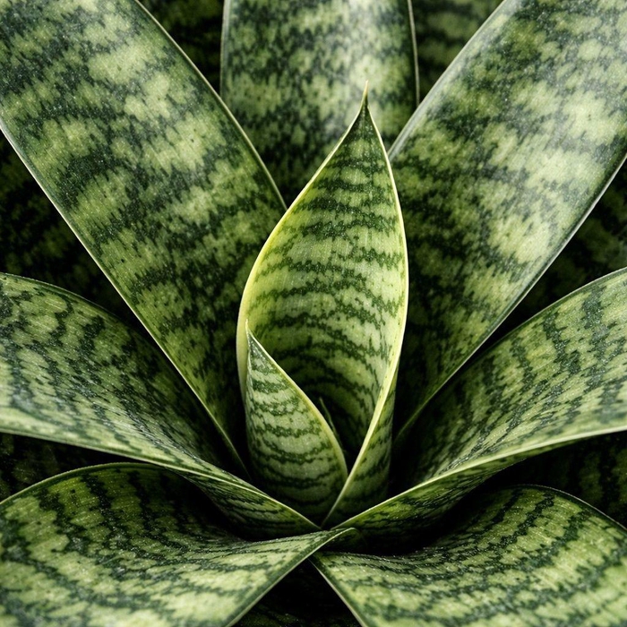 <h4>Sansevieria trifasciata ‘Larenzi’</h4>