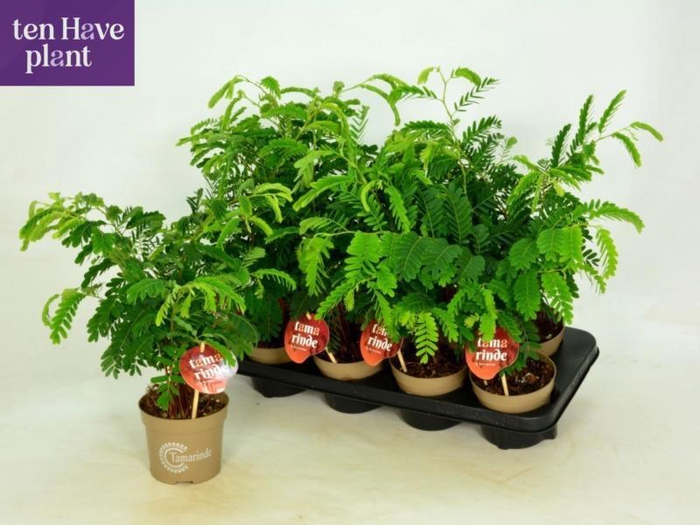 <h4>TAMARINDUS INDICA</h4>