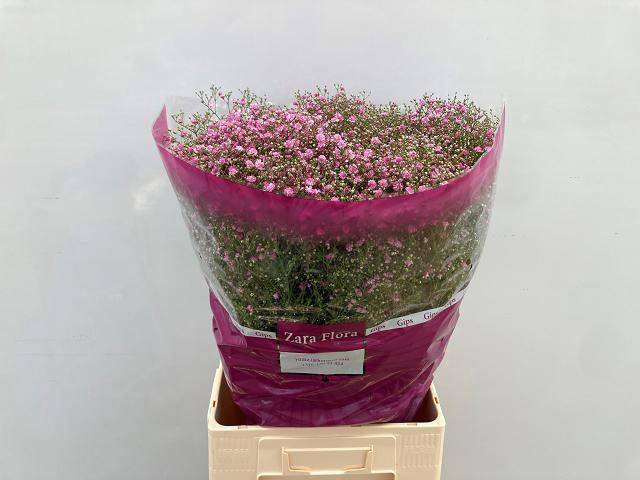 <h4>Gyps Big My Pink Zaraflora</h4>