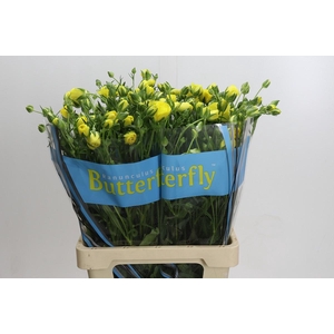 Ranunculus Butterfly Phytalos