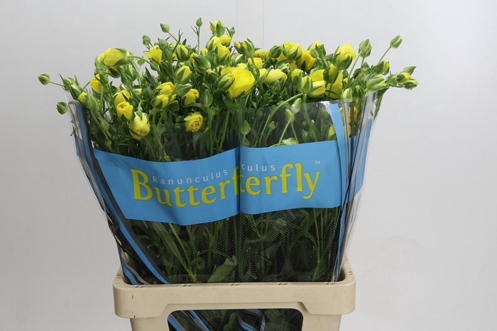 <h4>Ranunculus Butterfly Phytalos</h4>