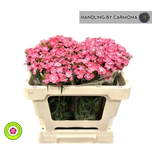 DI BARB PRINCESS BRE