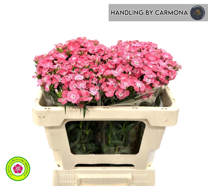 <h4>DI BARB PRINCESS BRE</h4>