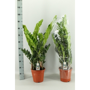 ZAMIO ZAMIIFOLIA