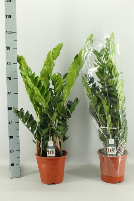 <h4>ZAMIO ZAMIIFOLIA</h4>
