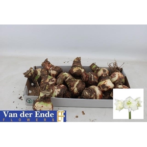 BLOEMBOL HIPPEASTRUM