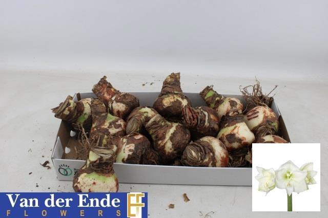 <h4>BLOEMBOL HIPPEASTRUM</h4>