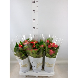 Anthurium andr. 'Micra'