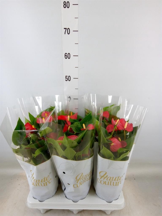 <h4>Anthurium andr. 'Micra'</h4>