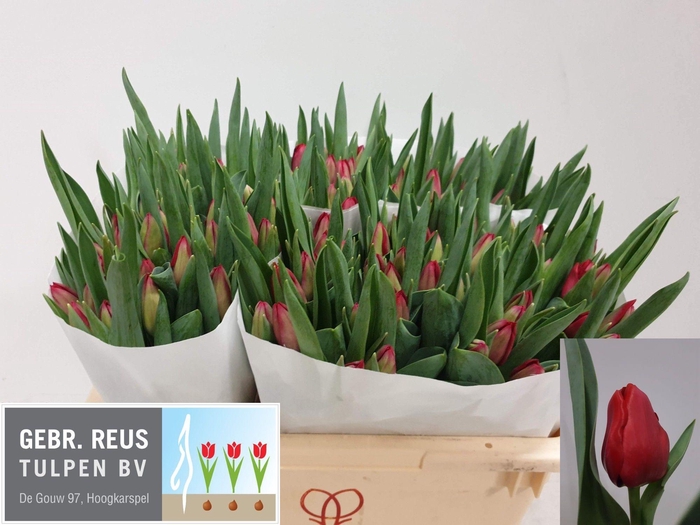 <h4>TU EN ILE DE FRANCE</h4>