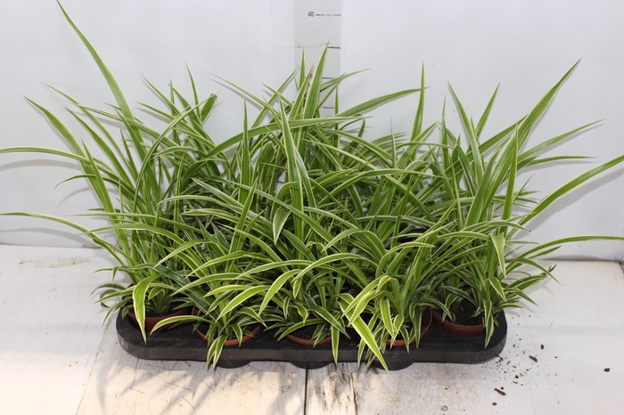 <h4>CLOROFITO P11</h4>